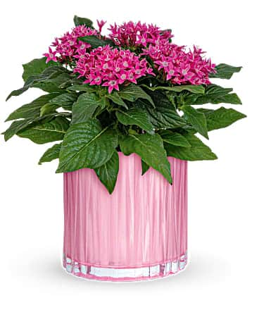 Teleflora's Shimmering Starcluster Plant